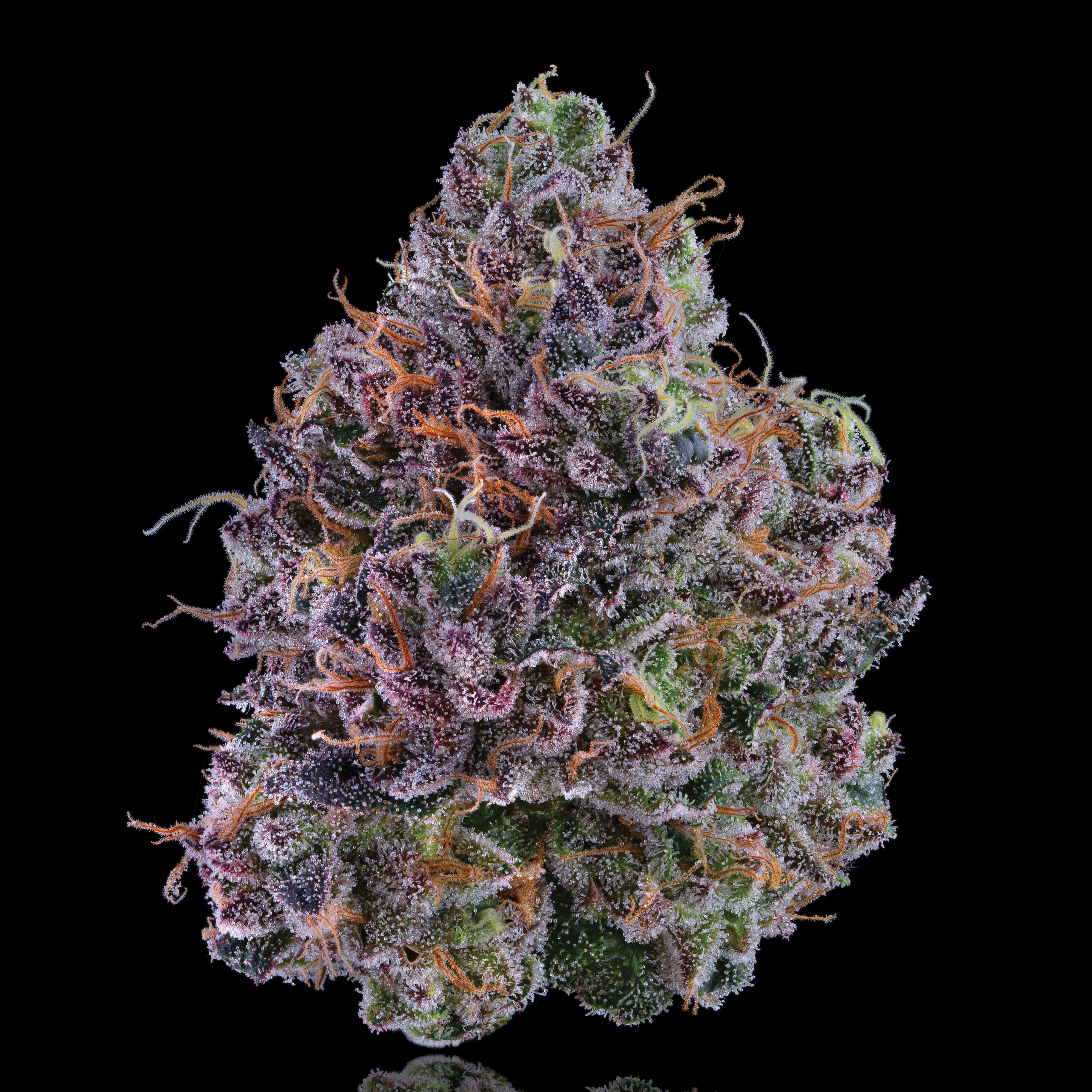 No Till Kings | Strains